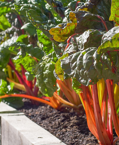 Image by Caleb Rankin