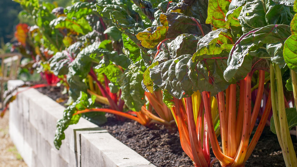 Colorful Swiss chard with vibrant red and orange stems in a sunny garden bed. Bright green leaves. Wooden raised planter visible.