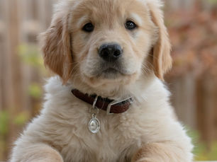 5 Goals for a Healthier, Happier Dog