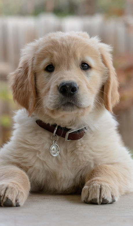 Puppy