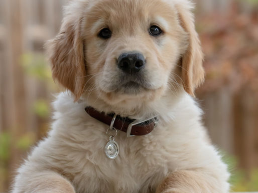 5 Goals for a Healthier, Happier Dog