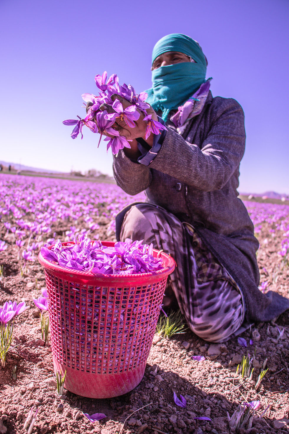 Afghan Woman Holding Crocus petals