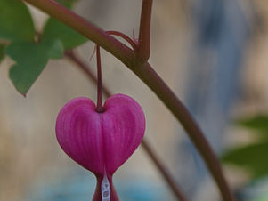 Correlazioni tra stato del cuore e condotta umana