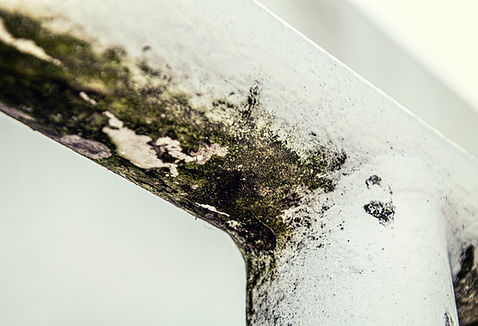 A corner of a room covered in black and green mould