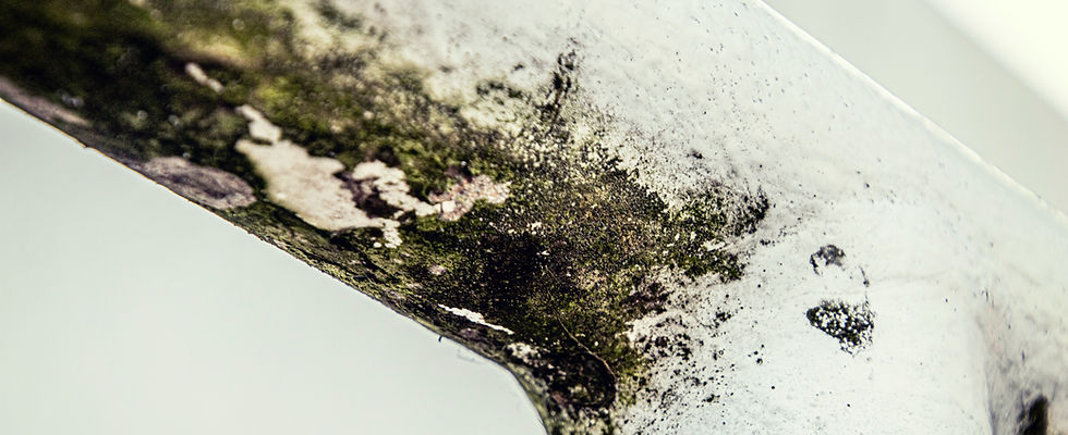 Closeup of mold on a white surface