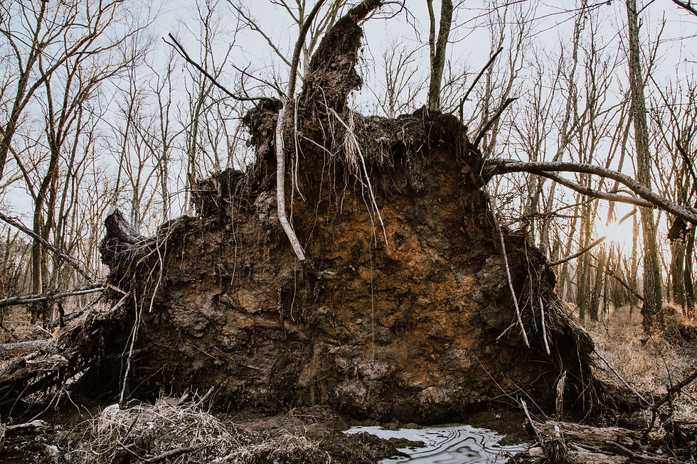 Emergency tree removal in Lancaster County PA for uprooted or leaning trees after storms and heavy rainfall