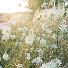 Image by Elena Kloppenburg
