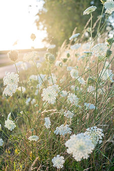 Image by Elena Kloppenburg