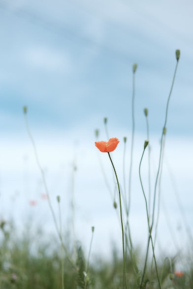 Image by raquel raq