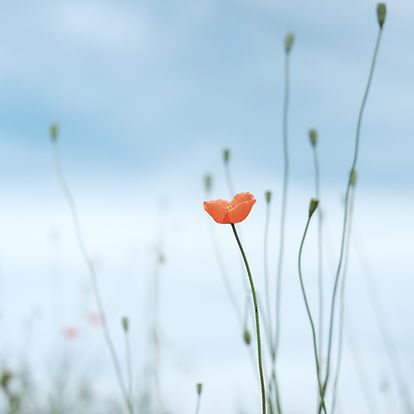 Image by Kelis