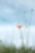 coquelicot