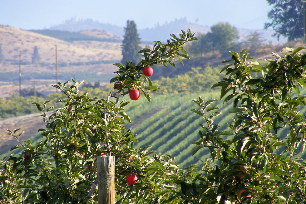 Apple orchard