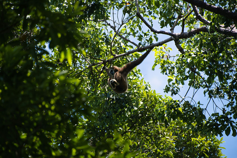 Gibbon hangs from a tree branch in dense green canopy, reaching through sunlit leaves against a bright blue sky.
