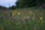 Biodiversity on your farm can be very beneficial