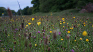 Adding biodiversity to your farm