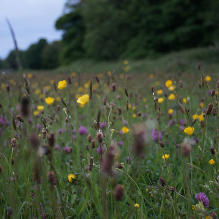 Adding biodiversity to your farm