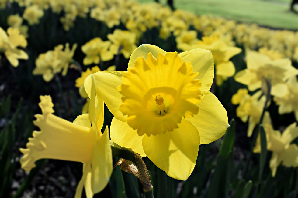 Spring Equinox PORTAL featuring Daffodil