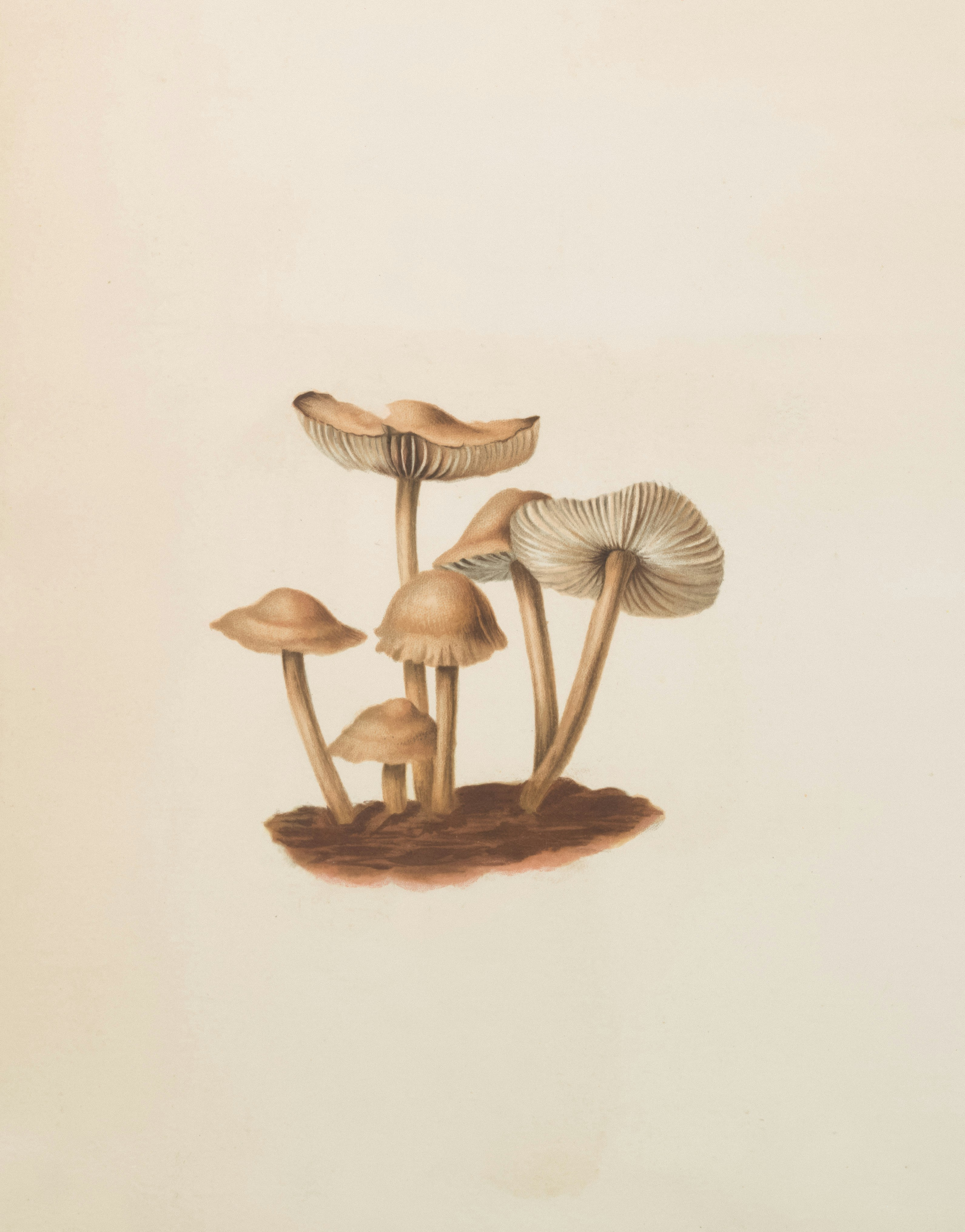 Magnet Mushroom