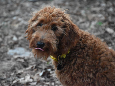 Mini goldendoodles for sale in texas, mini goldendoodles for sale in Austin Texas, Mini Goldendoodles for sale in Houston Texas, Mini goldendoodles for sale near me, medium goldendoodles for sale near me, standard goldendoodles for sale near me, doodles for sale, red goldendoodles for sale near me, F1b goldendoodles for sale near me, F1bb goldendoodles for sale near me, White goldendoodles for sale near me, wavy hair goldendoodles for sale near me, goldendoodles puppies for sale in Houston, Goldendoodle puppies for sale in Austin, Goldendoodle puppies for sale near me,Goldendoodles for sale in Texas