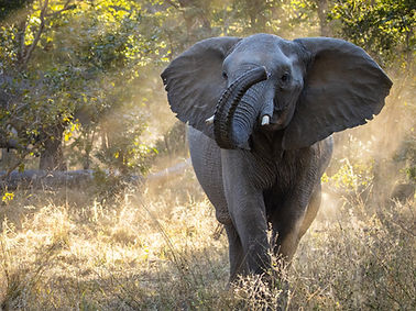 Image by Ian Mackey