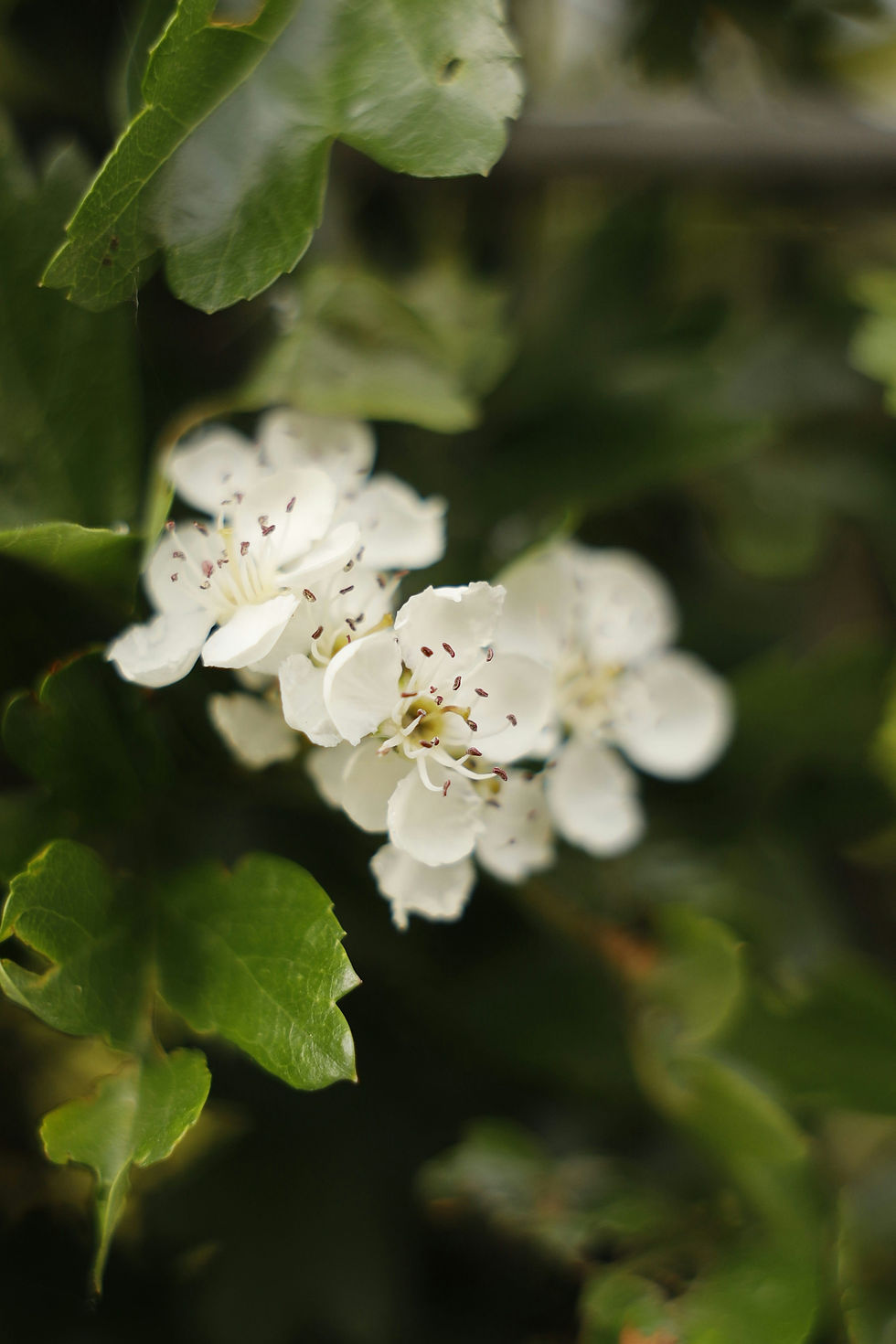 White flowers with dark stamens in focus, surrounded by lush green leaves. Soft background blur creates a serene, natural setting.