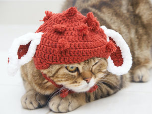 Un chat déguisé avec un bonnet
