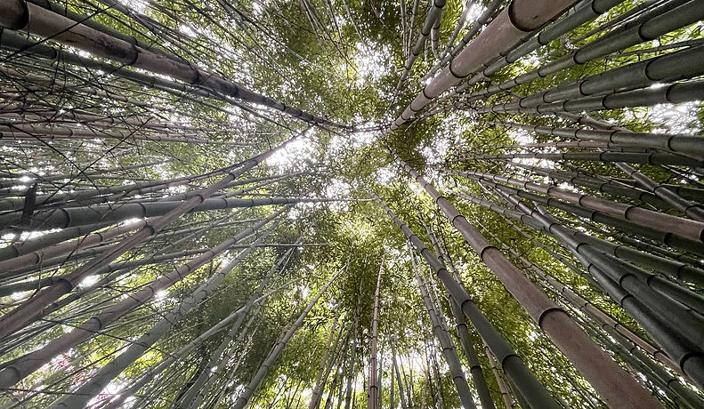 Image by Caroline Zumbiehl