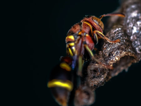 VESPA VELUTINA EN ARAGÓN