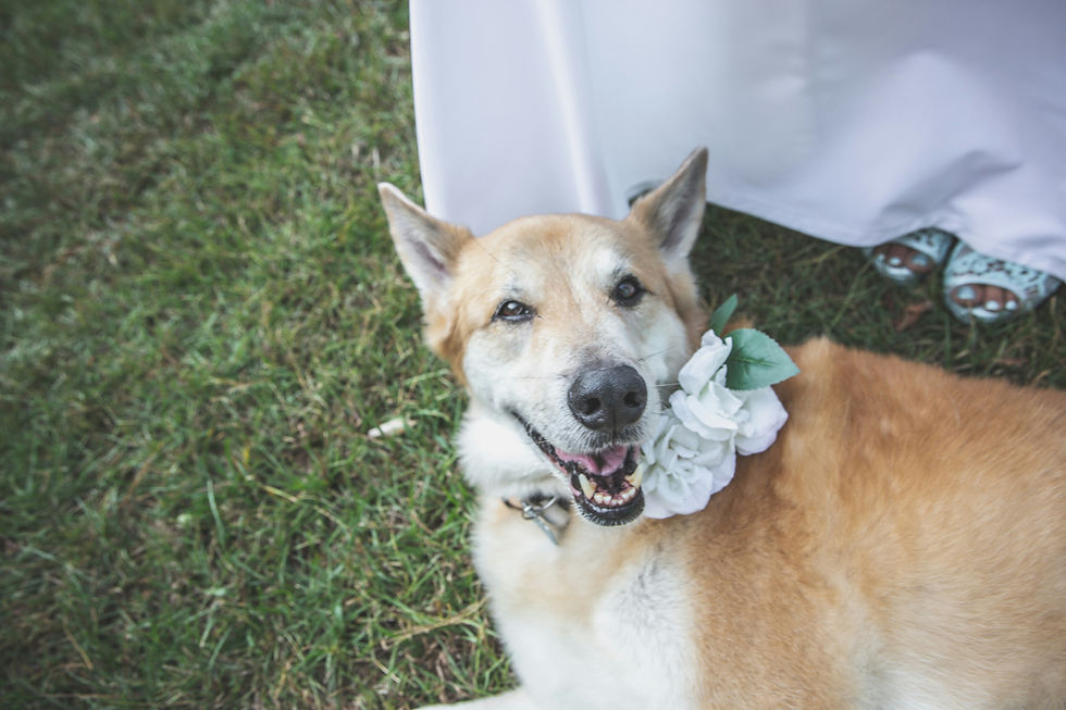 5 Common Mistakes Couples Make When Including Their Dog in Their Arizona Wedding (and How to Avoid Them)