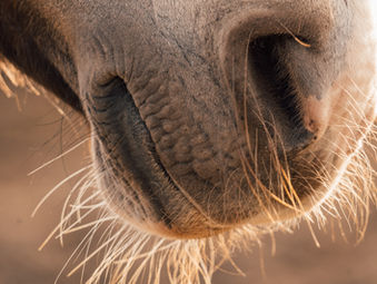 horse respiratory