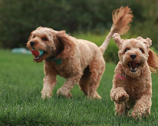 goldendoodle breeder