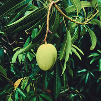 Image de Suraj R