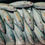 Thumbnail: Mackerel