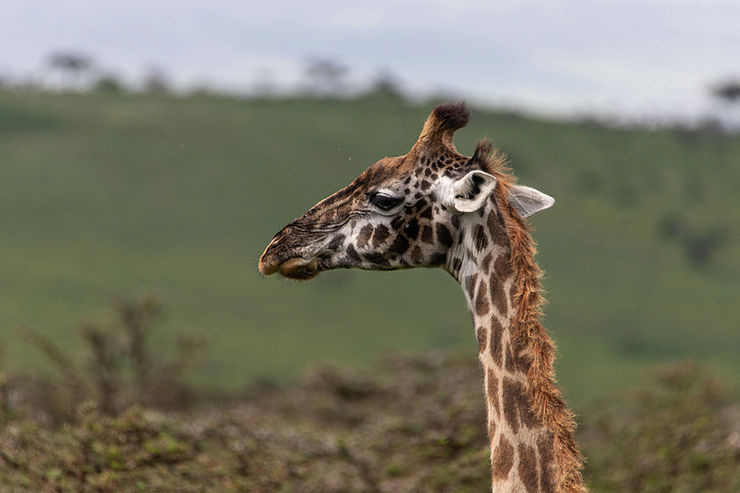 4 day tanzania safari from zanzibar