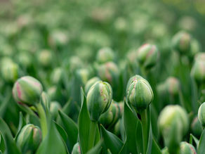 When You're Not in Bloom Yet