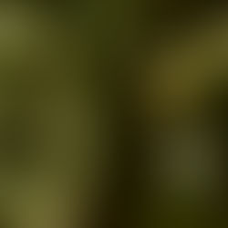 soft emerging light symbolizing questioning intuitive impressions