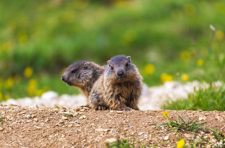Marmotta Marmota marmota marmota (Linnaeus, 1758)