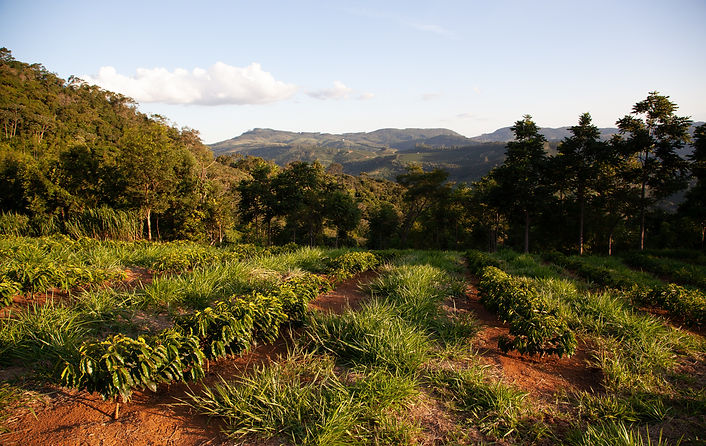 Image by PROJETO CAFÉ GATO-MOURISCO