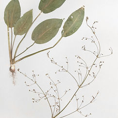 Image by Europeana