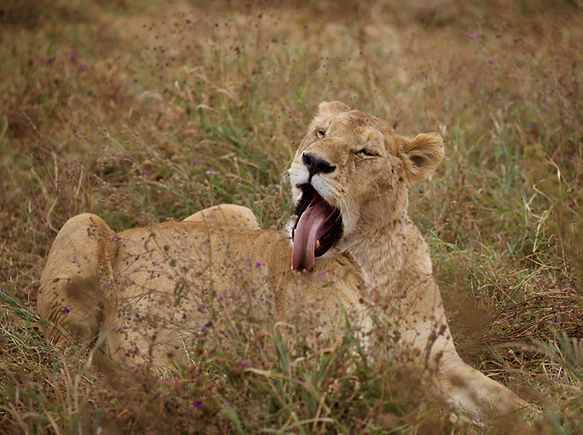 3 tage Tansania safari