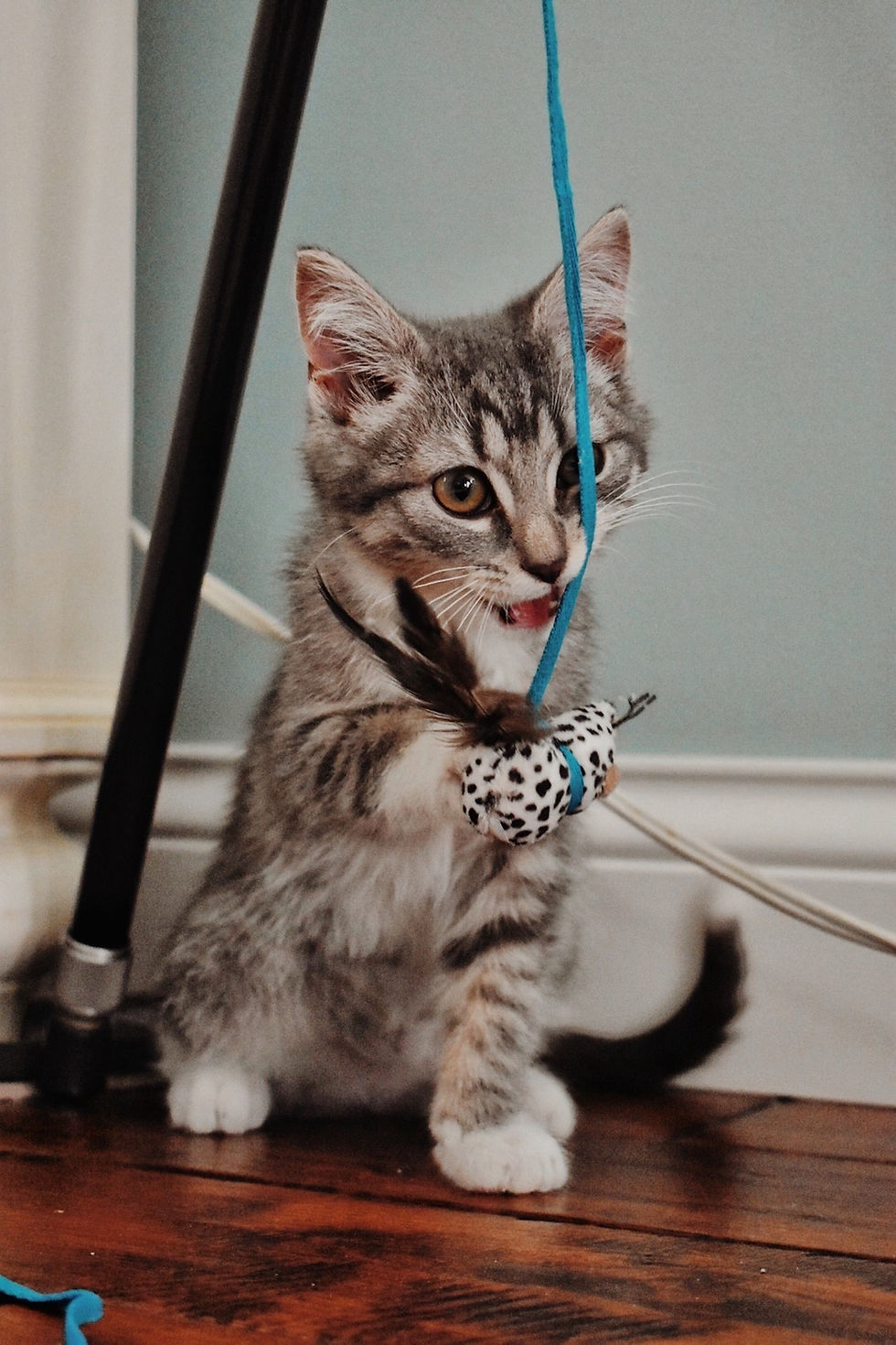 cat playing with a toy instead of toxic holiday plants