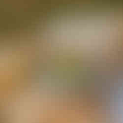 picnic in the forest