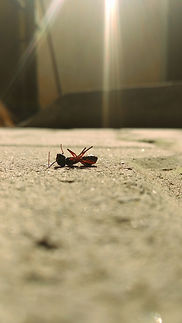 Image by Malcolm Shadrach