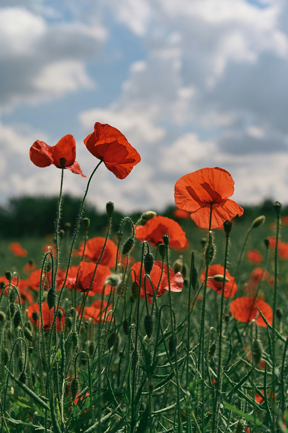 Create with Carla - Poppy Fields