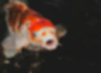 Koi Health - Pond Care - Expert help