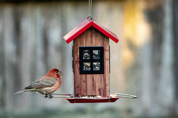 Bird Feeders