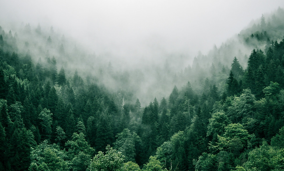 Image by Marita Kavelashvili