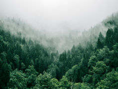 Hamburg forest education project connects young people across continents