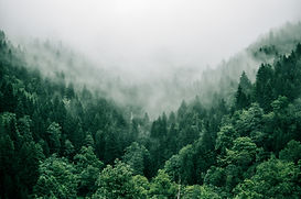Image by Marita Kavelashvili