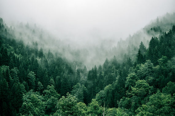 Image by Marita Kavelashvili